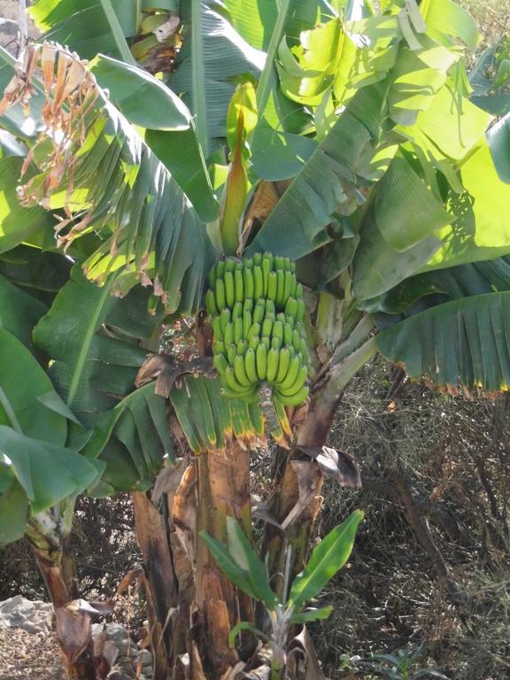 Casa Vista Bandama Vivienda Vacacional Tafira エクステリア 写真